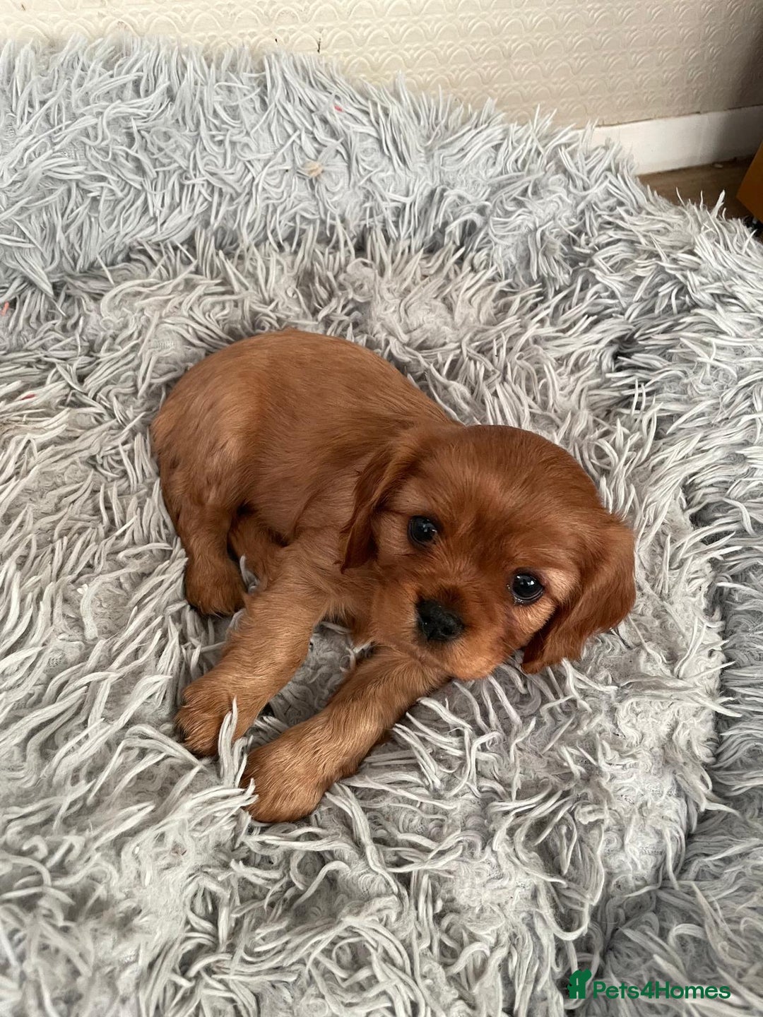 Cavalier King Charles Spaniel dogs for sale: Beautiful KC reg ruby puppies, home reared - Image 7