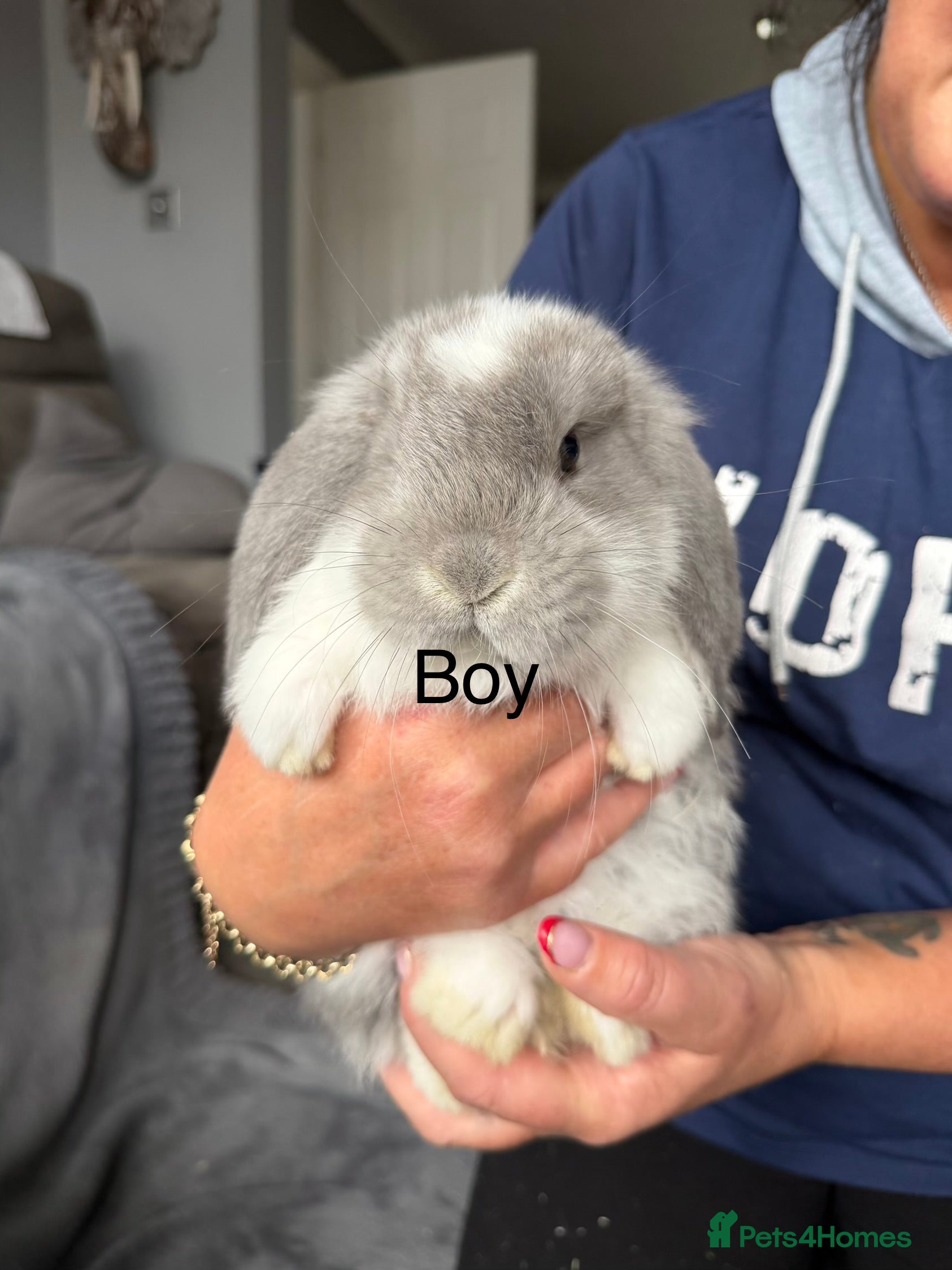 French Lop rabbits French lops  - Advert 7