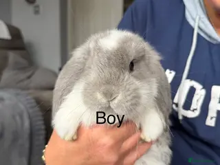 French Lop rabbits French lops - Advert 7