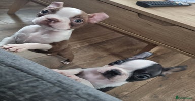 Boston Terrier dogs - Advert 2