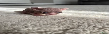 Sphynx Kitten 4