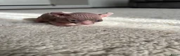 Sphynx cats for sale: 3 Girls left TICA Canadian Elf Sphynx  - Advert 24