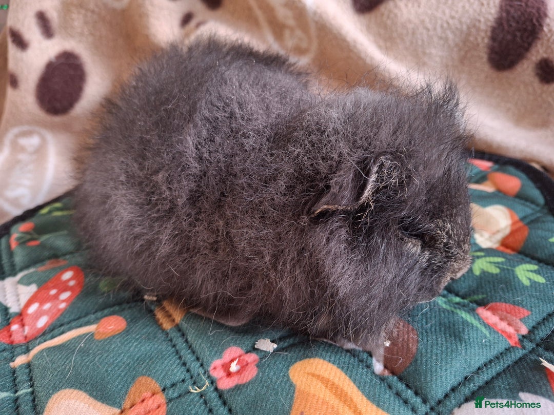 Guinea Pig rodents for sale: Swiss baby boars guinea-pigs  - Advert 1