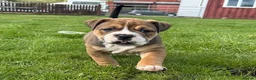 Olde English Bulldogge dogs for sale: Olde english bulldogee READY NEXT WEEK - Advert 22