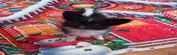 Papillon dogs for sale: Gorgeous Female Example of this Beautiful Breed - Advert 1