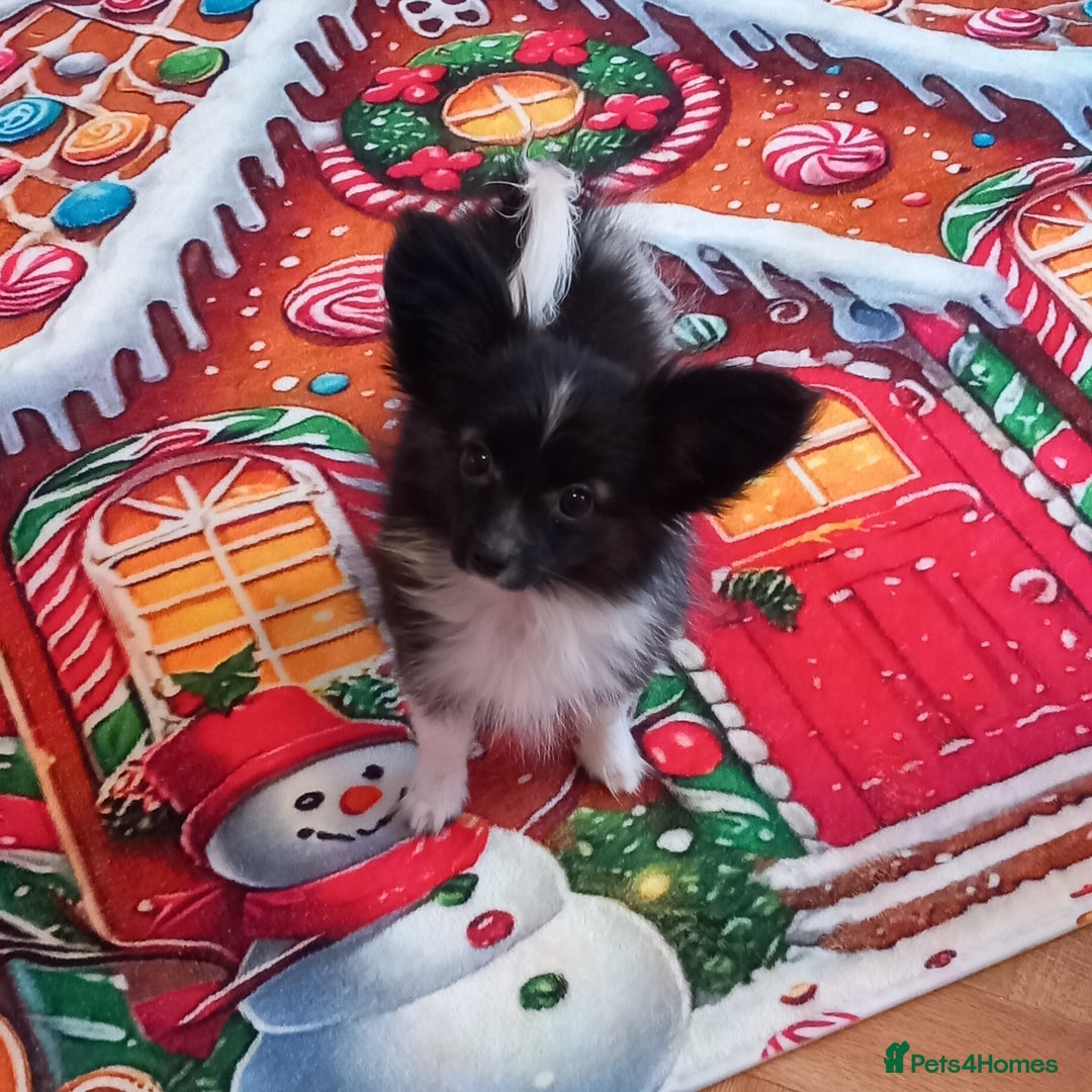 Papillon dogs for sale: Gorgeous Female Example of this Beautiful Breed - Advert 1