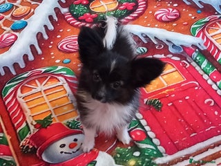 Papillon dogs Gorgeous Female Example of this Beautiful Breed - Advert 6