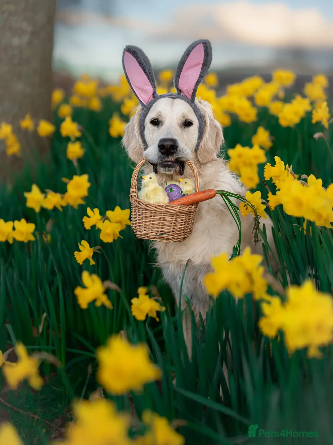 Golden Retriever dogs for stud: Kind, intelligent and loving therapy dog for stud - Advert 10