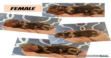 Dachshund dogs - Advert 4
