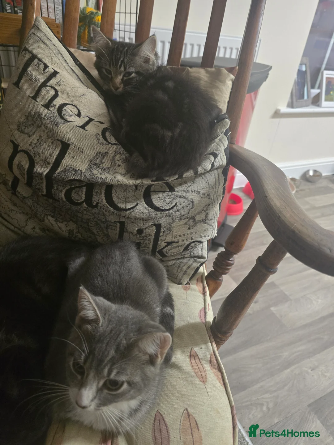 Mixed Breed cats for sale: 2 adorable kittens for sale £50 ONO - Advert 2