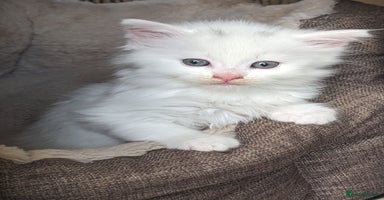 Mixed Breed cats - Advert 11