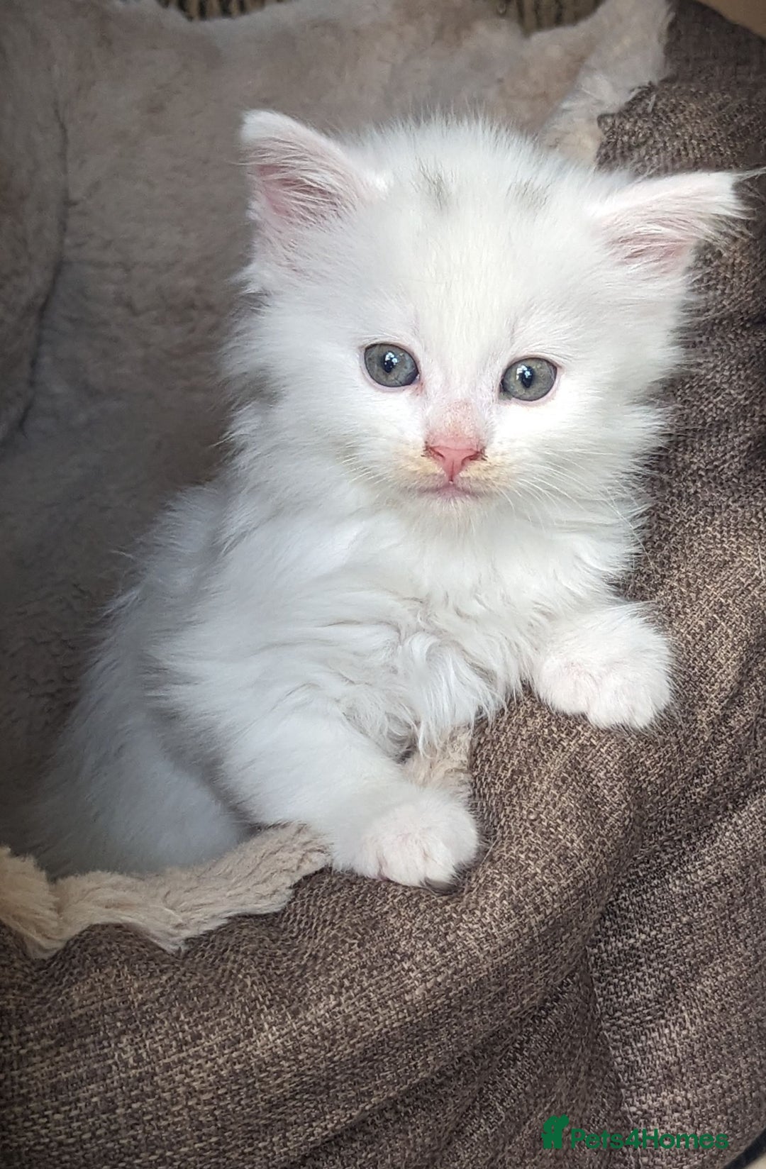 Mixed Breed cats for sale: Premium kittens for sale - Image 2