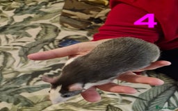 Rat rodents for sale: 9 beautiful girls - Image 13