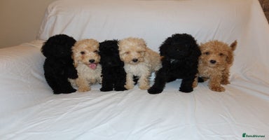 Poodle dogs - Advert 4