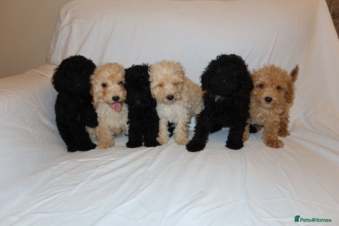 Poodle dogs for sale: Poodle puppies  - Image 3