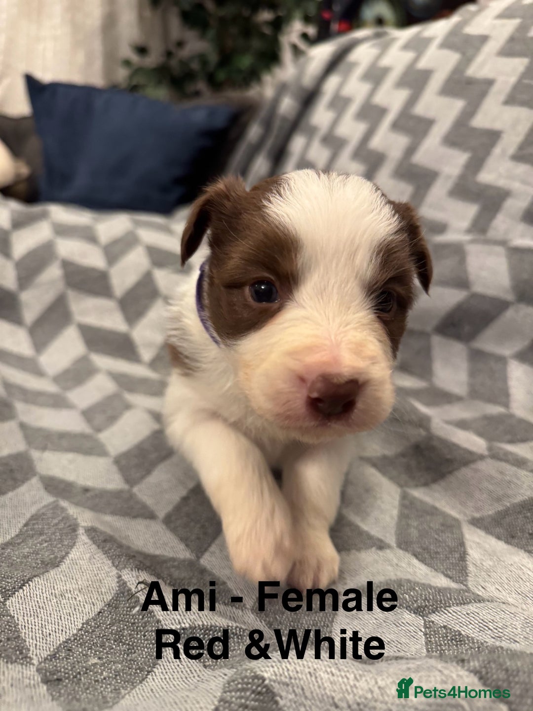 Border Collie dogs for sale: KC Reg (Pending) Border Collie Puppies For Sale - Advert 16