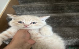 British Shorthair cats for sale: British Short hair Kittens ready to leave - Image 7