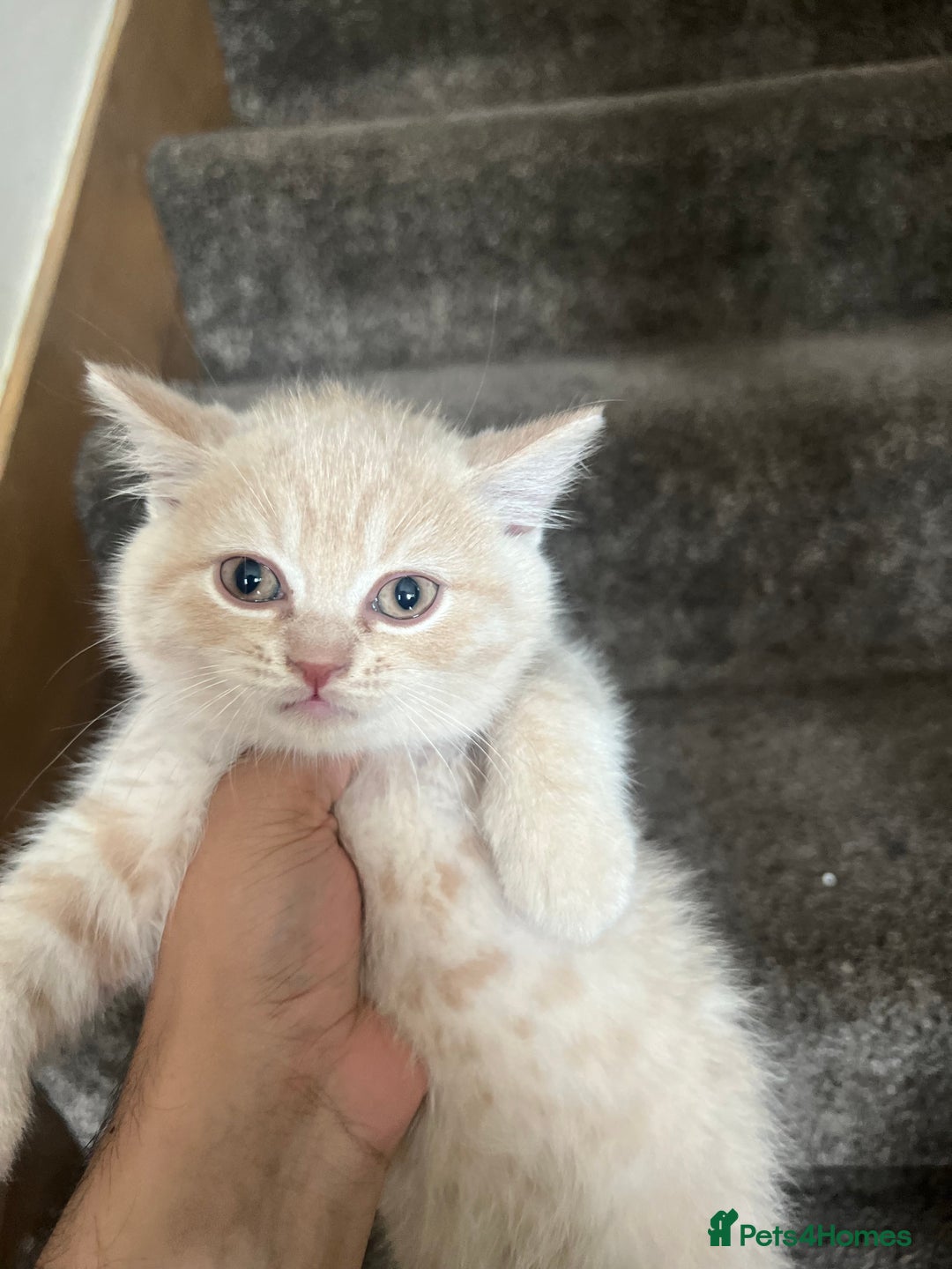 British Shorthair cats for sale: British Short hair Kittens ready to leave - Image 7