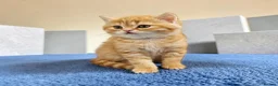 Scottish Fold cats for sale: Adorable Scottish Fold Straight Ear Tabby Kittens  - Advert 6