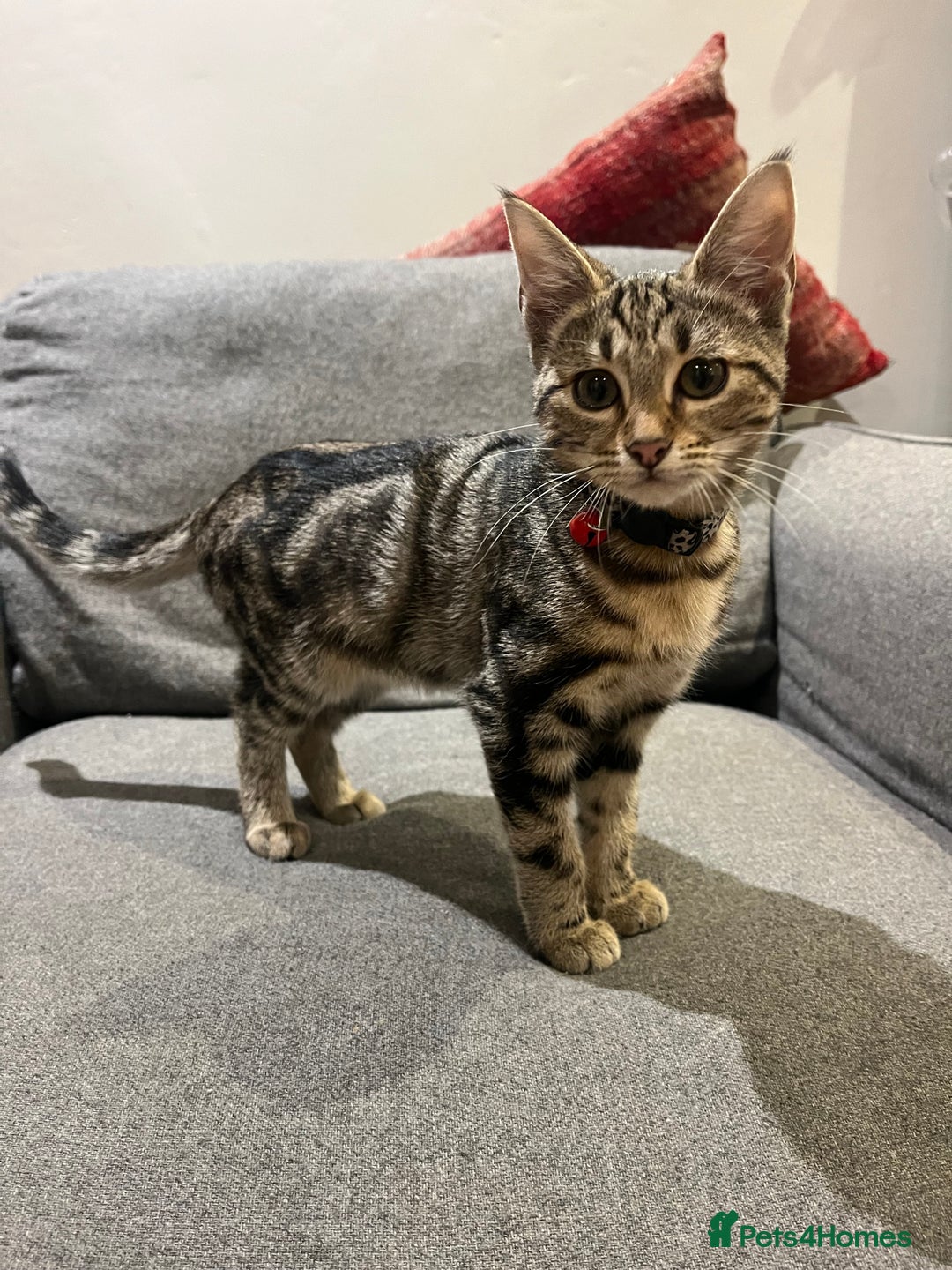 Mixed Breed cats for sale: Sibling Female Bengal x Ragdoll x 2 17 weeks old - Advert 12