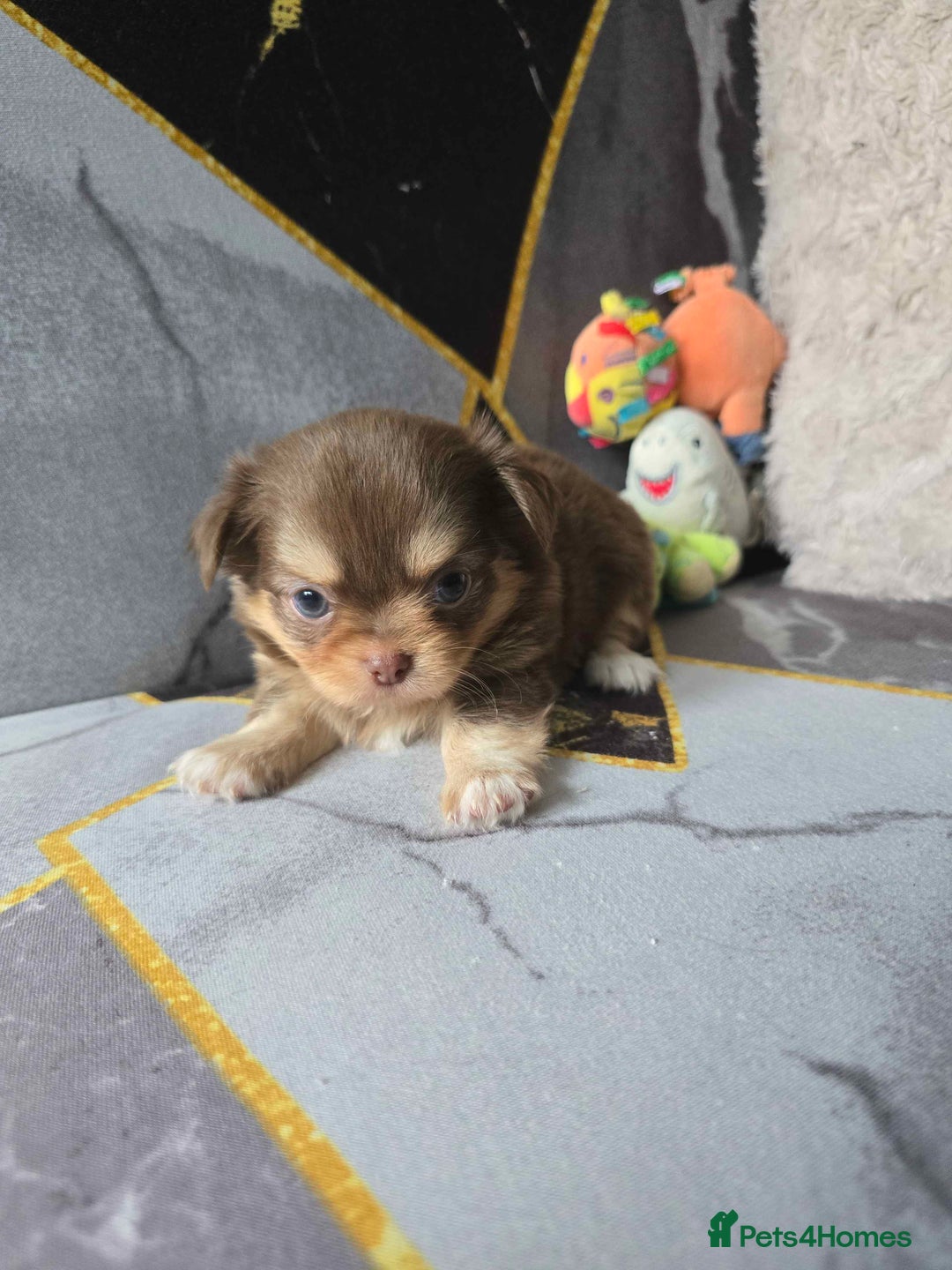 Chihuahua dogs for sale: 3 Adorable little princes chihuahua puppies - Image 22