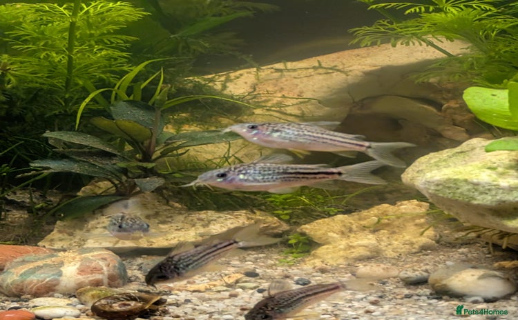 Corys fish - Advert 14
