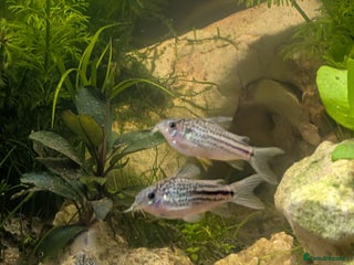 Corys fish - Advert 6