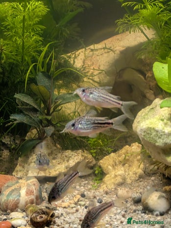 Corys fish - Advert 14