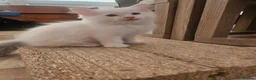 Ragdoll cats for sale: Pure Ragdolls in Pontypool - Advert 5