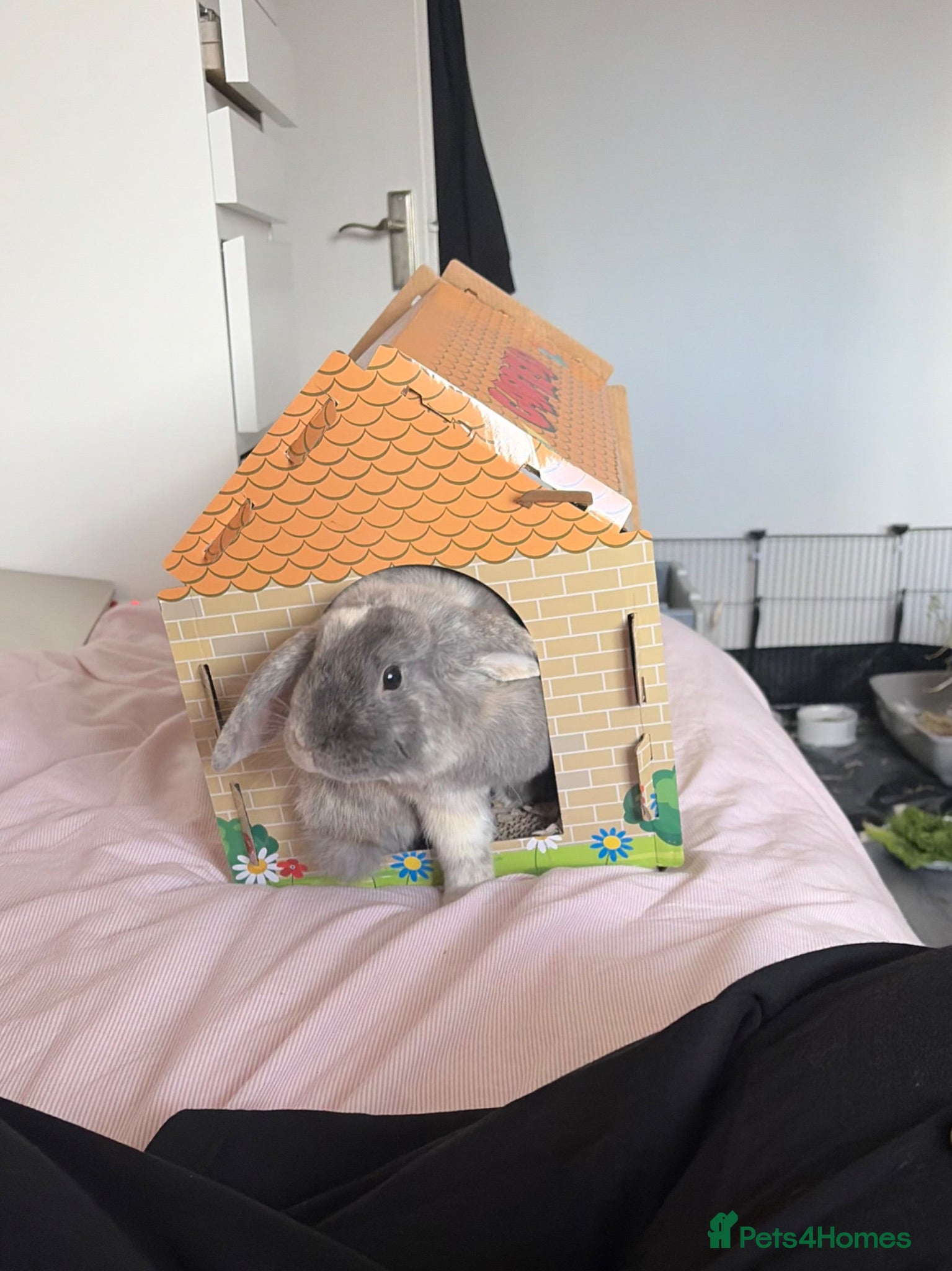 Mini Lop rabbits grey mini lop bunny  - Advert 18