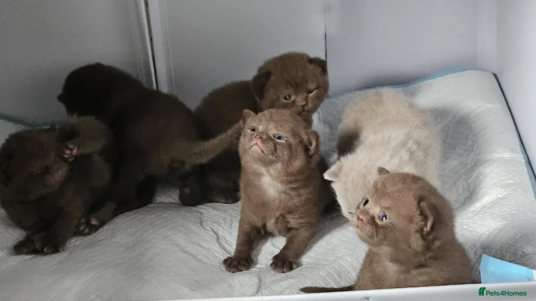 British Shorthair cats for sale: ✨ Stunning British Shorthair Kittens Available ✨ - Advert 3
