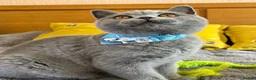British Shorthair cats for sale: Gccf registered kittens  - Advert 26