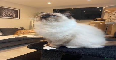Ragdoll cats - Advert 5