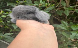 Mini Lop rabbits for sale: STUNNING mini lop babies  - Image 8