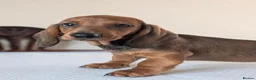 Dachshund dogs for sale: Champion Bloodline Standard Dachshund - Advert 25