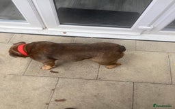 Mixed Breed dogs for sale: Bonny  - Image 2
