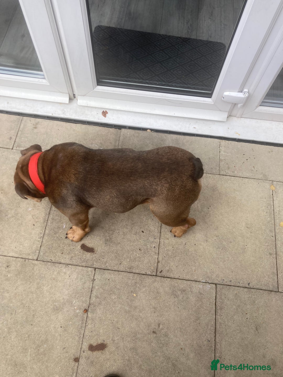 Mixed Breed dogs for sale: Bonny  - Image 2