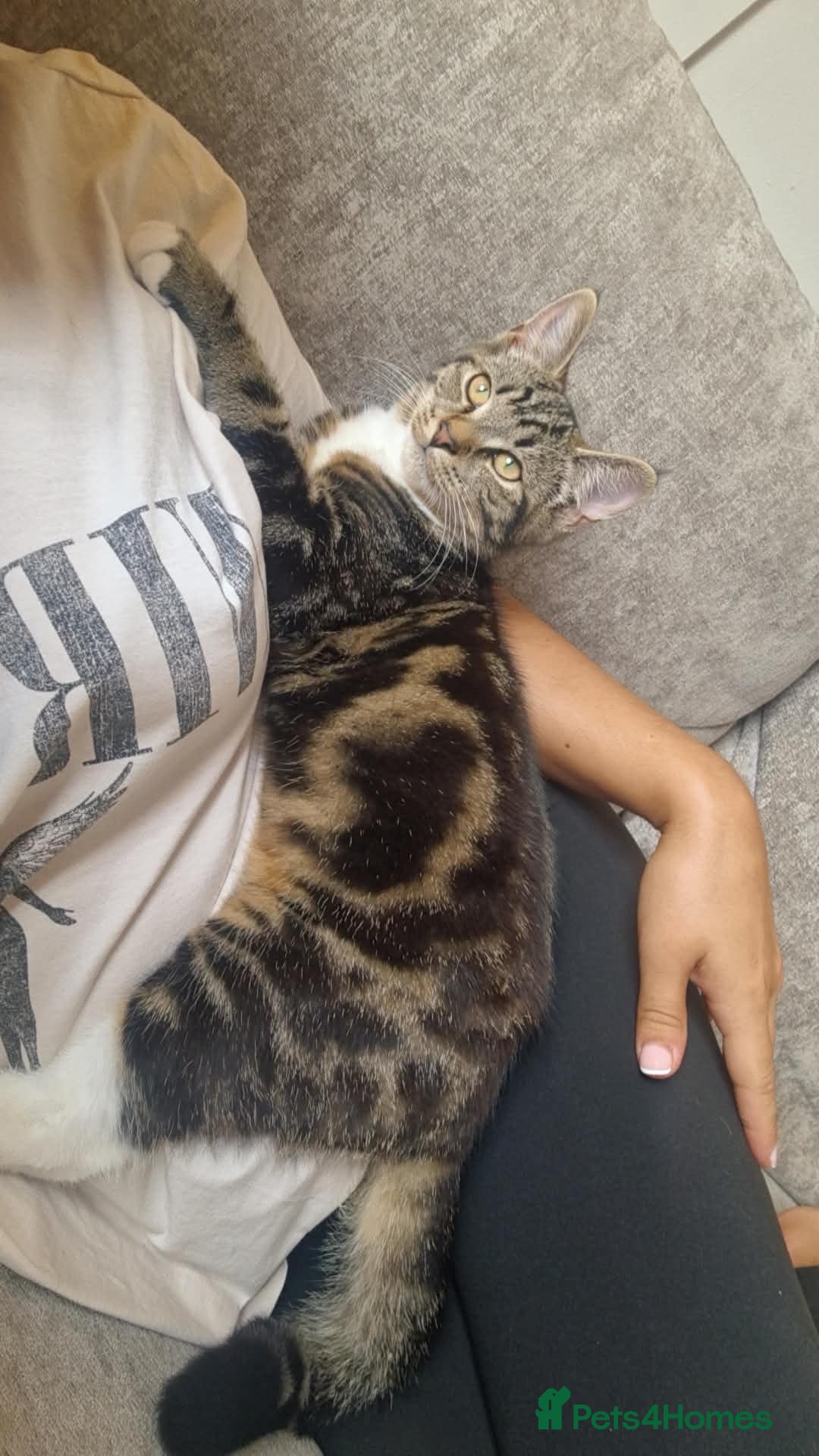 Mixed Breed cats for sale: Rehoming our male cat  - Advert 2