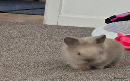 Mini Lion Lop rabbits for sale: Rabbit +cage - Image 4