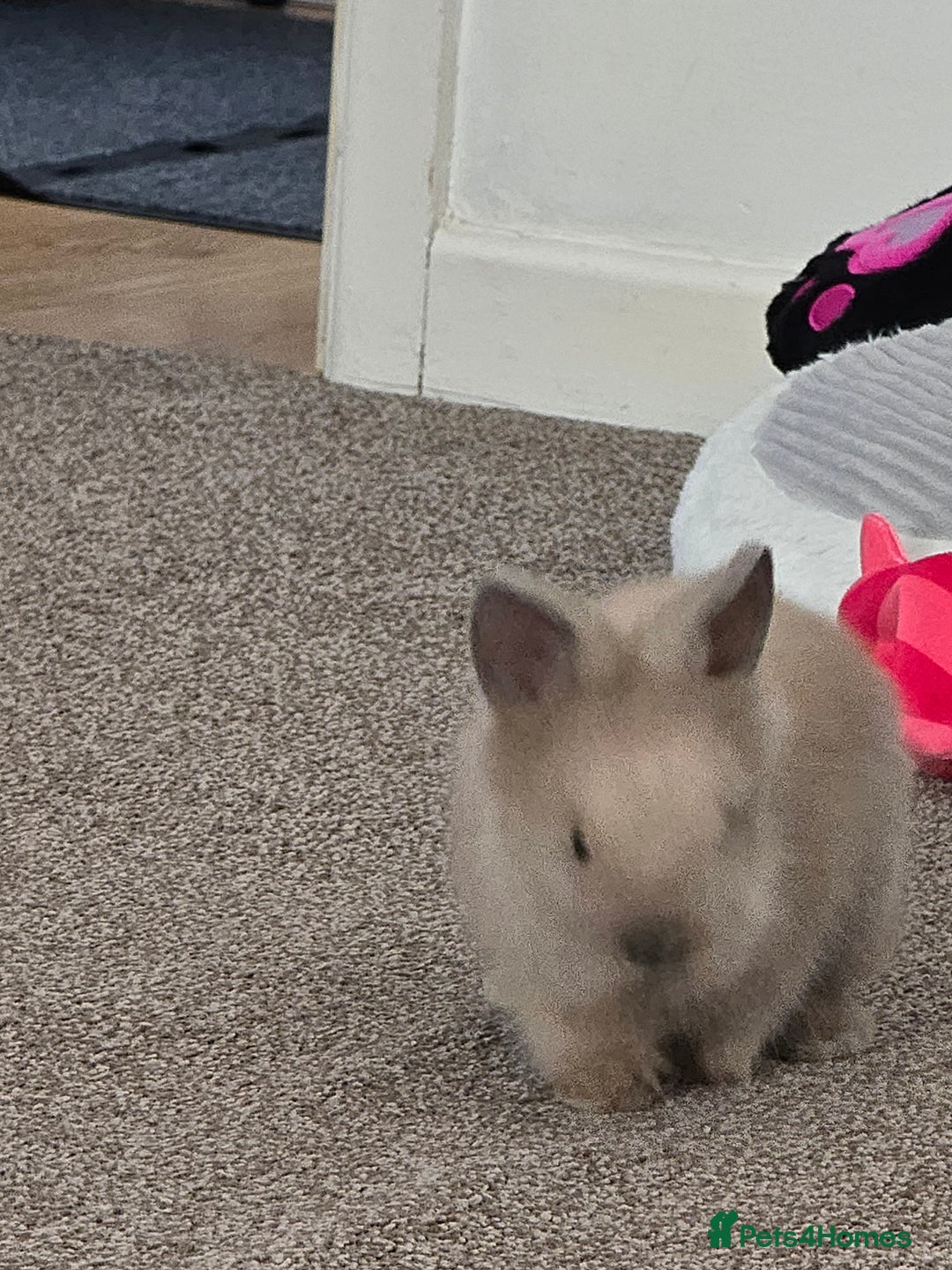 Mini Lion Lop rabbits for sale: Rabbit +cage - Image 4