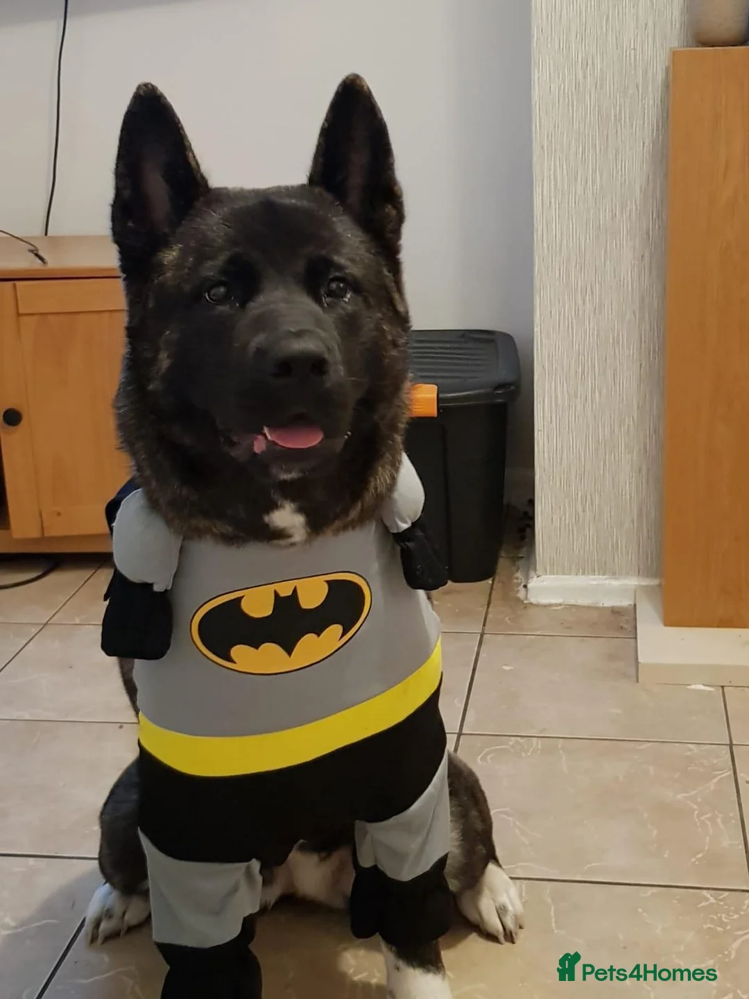 Akita dogs for sale: Free to a good home in Nuneaton - Advert 5