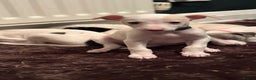 Whippet dogs for sale: Pedigree Whippet Pups  - Advert 4