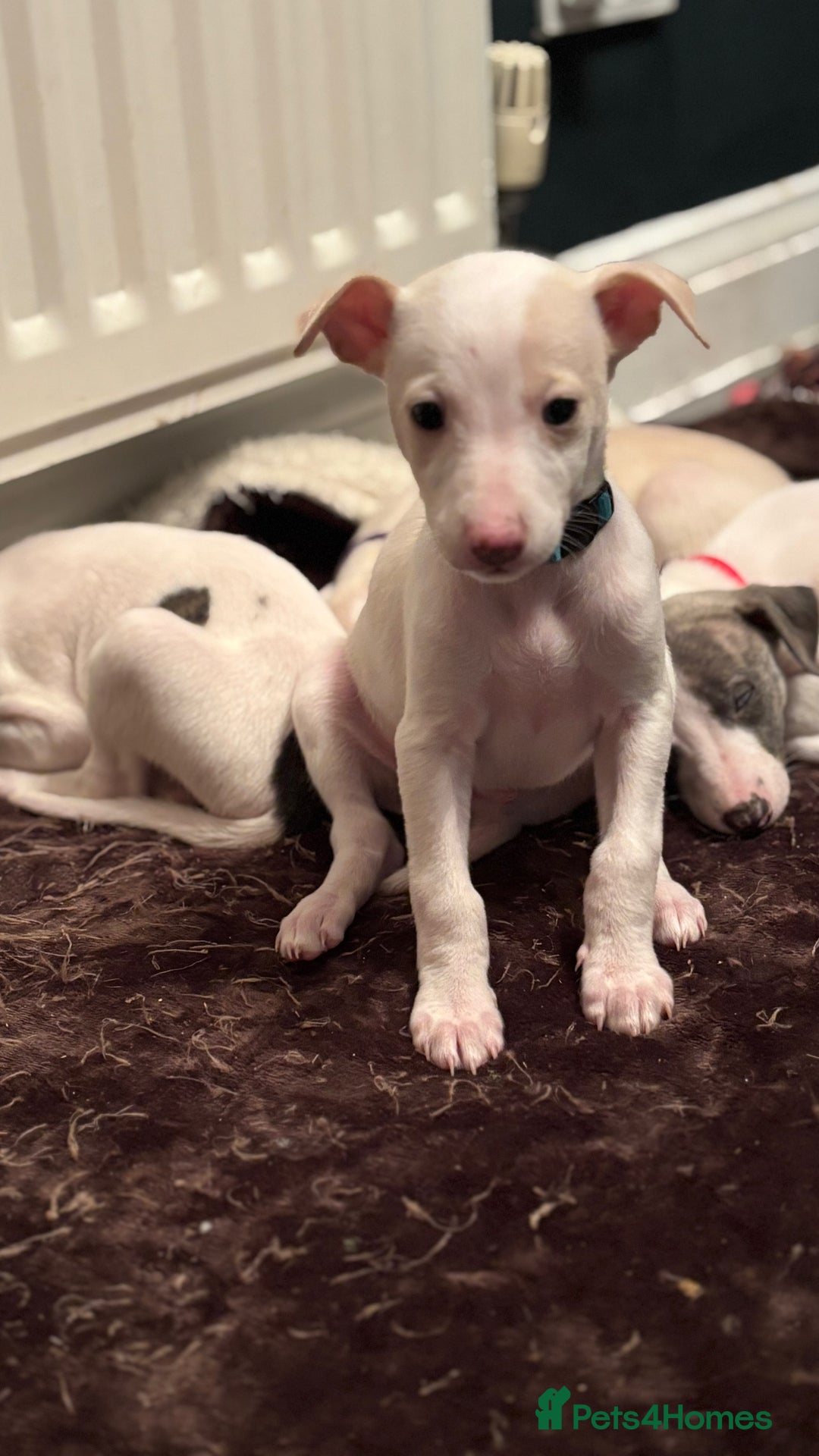 Whippet dogs for sale: Pedigree Whippet Pups  - Advert 4