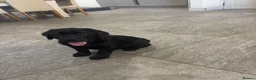 Labrador Retriever dogs for sale: KC registered Labradors - Advert 2