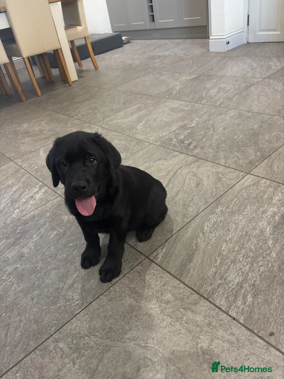 Labrador Retriever dogs for sale: KC registered Labradors - Advert 2