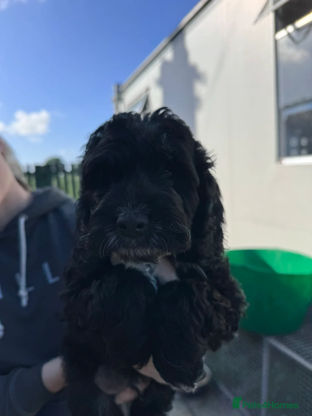 Cockapoo dogs for sale: F1 cockapoo puppies - Advert 4
