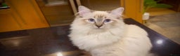 Ragdoll cats for sale: Beautiful GCCF seal lynx ragdoll kitten - Advert 6