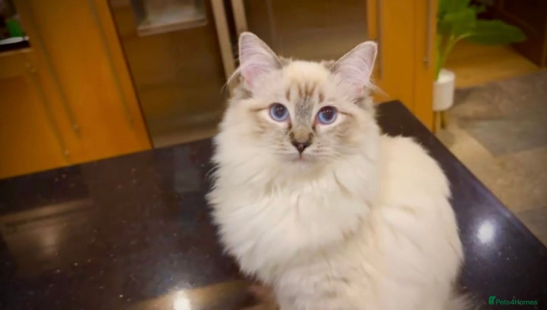Ragdoll cats for sale: Beautiful GCCF seal lynx ragdoll kitten - Advert 6