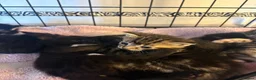 Domestic Shorthair cats for sale: 6 Curious Loving Domestic Shorthair Kittens - Advert 25