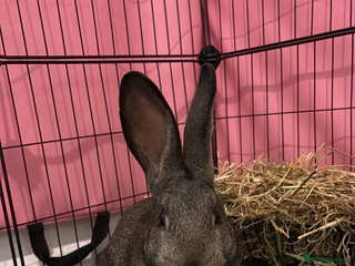 Mixed Breed rabbits Willow - rabbit - Advert 9